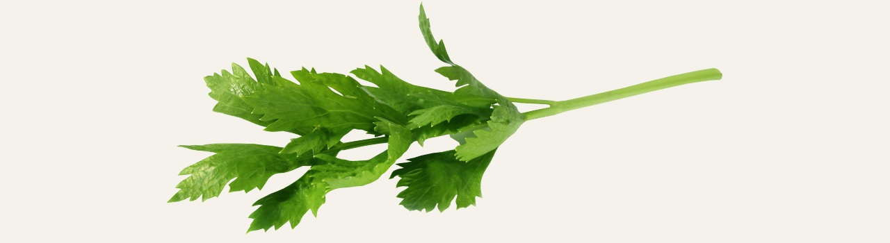 Celery leaf
