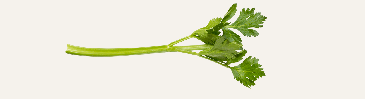 Single Celery Leaf