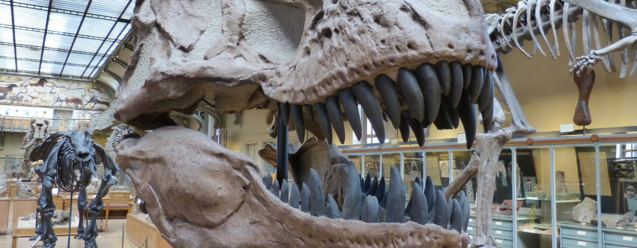Major Museum: Sue the T-Rex